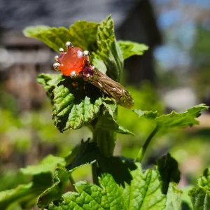 Fire Opal Ring 14k with Engraving
